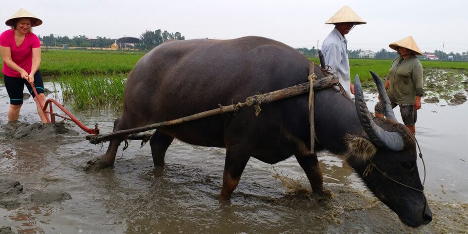 family nanny service Hoi An